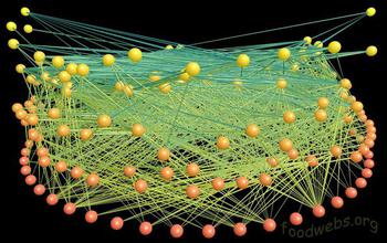 Representation of the complex food web in the tropical forest of the Luquillo Mountains.